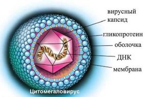 Структура цитомегаловируса