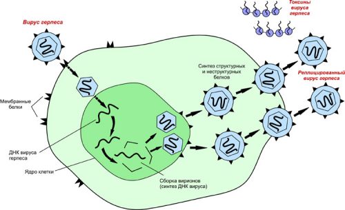 Размножение вируса герпеса в клетке