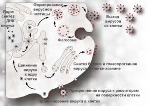 Схема размножения герпесвирусов