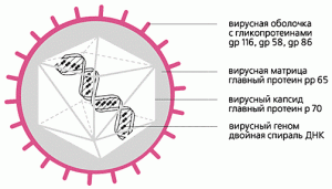 Схема строения цитомегаловируса