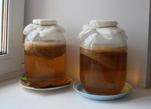Польза чайного гриба