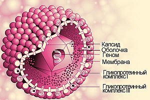 Строение цитомегаловируса