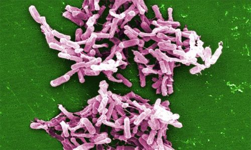 Бактерия Ureaplasma parvum