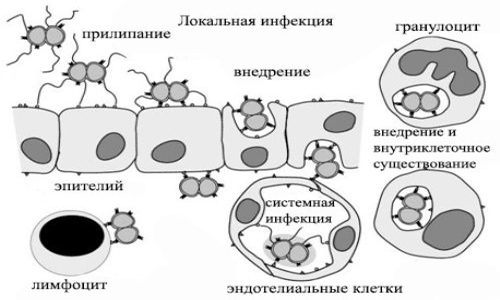Схема заражения клеток