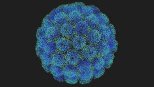 Вирус папилломы 66 типа