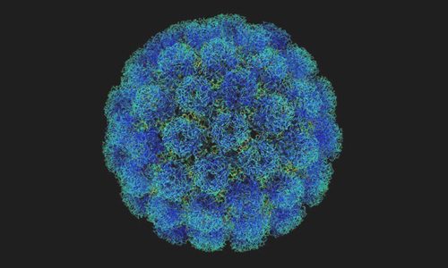 Вирус папилломы 66 типа