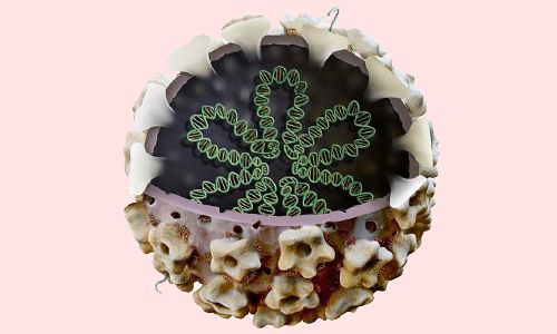 ВПЧ 51 типа: симптомы, способы заражения, диагностика и лечение