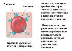 Антитело и антиген