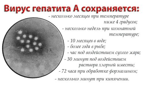 Факты о вирусе гепатита А