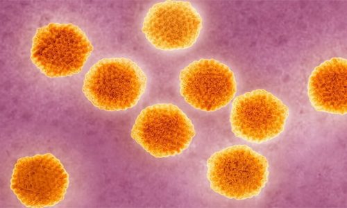Клетки вируса гепатита А