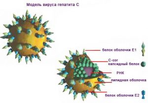 Модель вируса гепатита С