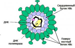 Структура антигена вируса гепатита B