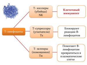 Т-лимфоциты