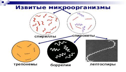 Извитые микроорганизмы