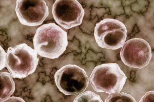 Клетки хламидии в крови