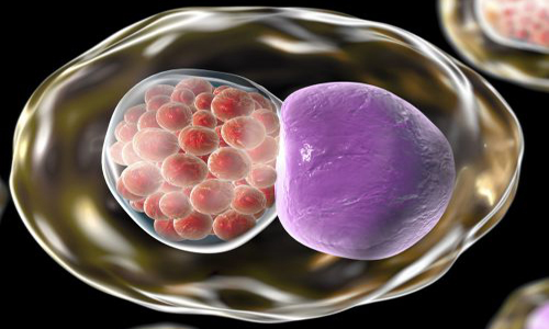 Chlamydia trachomatis: симптомы, лечение, диагностика