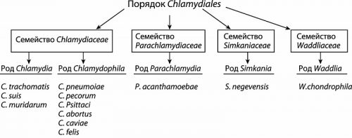 Международная классификация хламидий