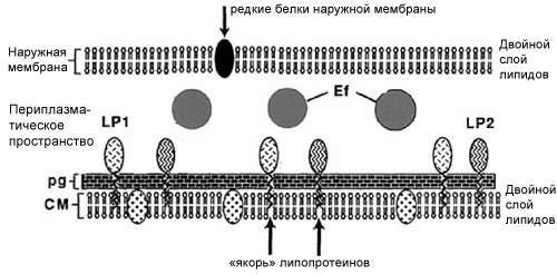 Структура патогенной бледной трепонемы