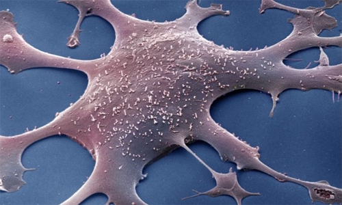 Микоплазма хоминис: пути заражения, способы лечения