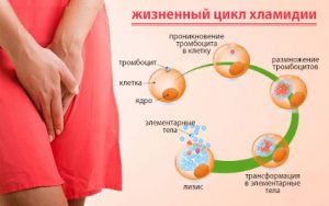 Жизненный цикл хламидии