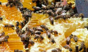 Пчелиный подмор от простатита