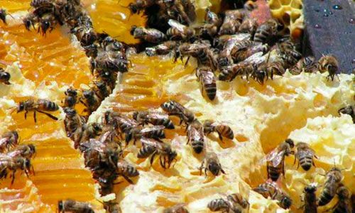 Пчелиный подмор от простатита