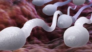 Повышение подвижности сперматозоидов